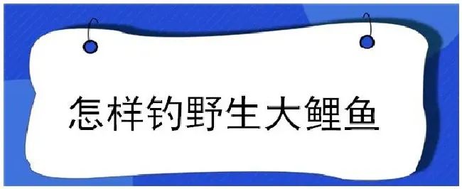 怎样钓野生大鲤鱼 | 农业常识