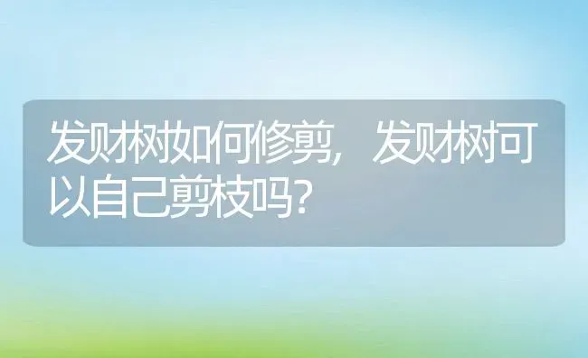 发财树如何修剪,发财树可以自己剪枝吗？ | 养殖常见问题