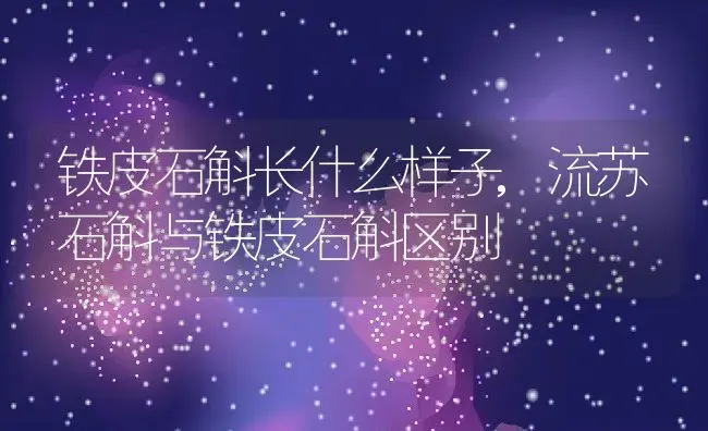 香白杏什么时候成熟,云白杏几月成熟？ | 养殖常见问题