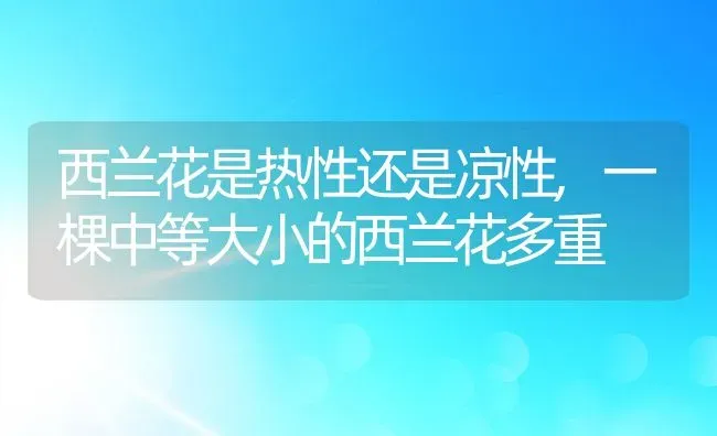 西兰花是热性还是凉性,一棵中等大小的西兰花多重 | 养殖常见问题