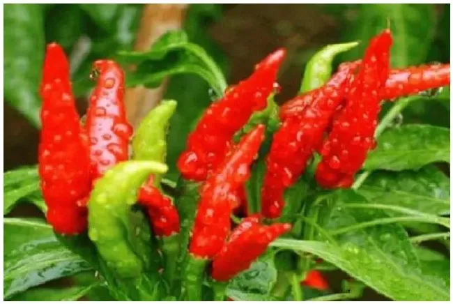 朝天椒种植需要大量养分，应该如何进行肥水管理？ | 农业常识