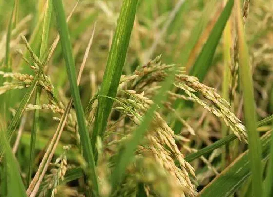 植物常识问题|晚水稻的高产管理方法（水稻田间管理的技术要点）