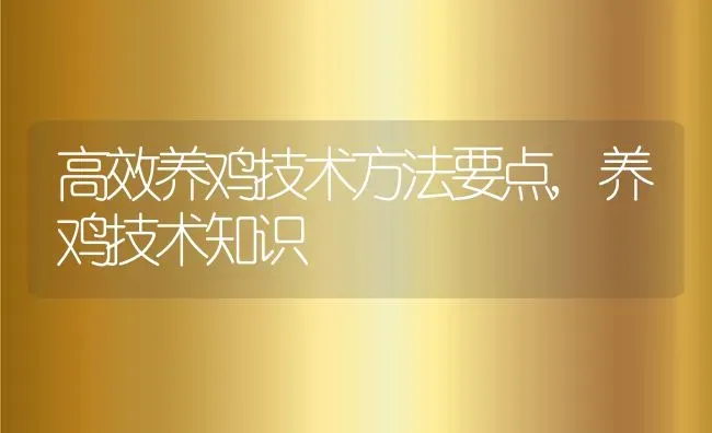 高效养鸡技术方法要点,养鸡技术知识 | 养殖常见问题