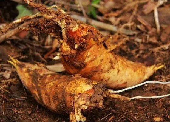 植物常识问题|三十年挖冬笋技巧绝招 高手冬天挖冬笋怎样又快又准