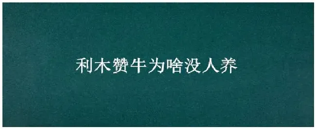 利木赞牛为啥没人养 | 三农答疑