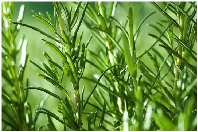 秋天有哪些植物开花？秋天开的花有哪些 | 农业问题