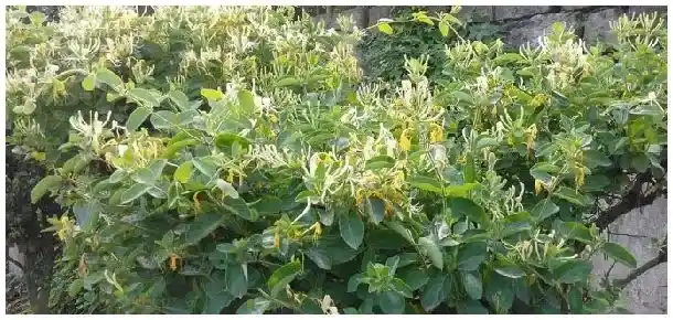 金银花的外形特点是什么 | 生活常识