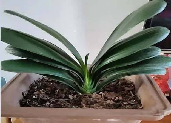 植物常识问题|君子兰不烂根不黄叶是如何进行养护的