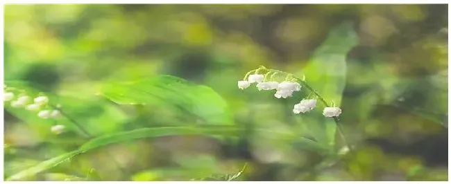 铃兰花的特点和介绍 | 农业答疑