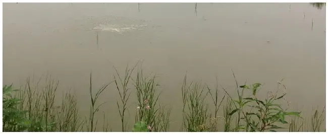 雨天鱼塘要不要开增氧 | 生活常识