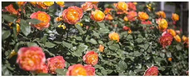 月季花的特点和外形 | 农业答疑