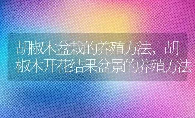 胡椒木盆栽的养殖方法,胡椒木开花结果盆景的养殖方法 | 养殖常见问题