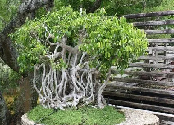 植物常识问题|榕树招鬼还是辟邪 榕树阴气重容易聚阴招鬼的说法