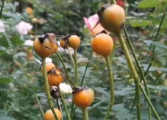 植物常识问题|月季冬天长出新芽怎么处理