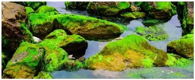 苍苔是什么植物 | 农业问题