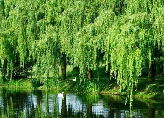 植物常识问题|旱柳和垂柳的区别