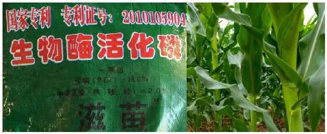 生物酶活化磷肥使用方法 | 农业常识