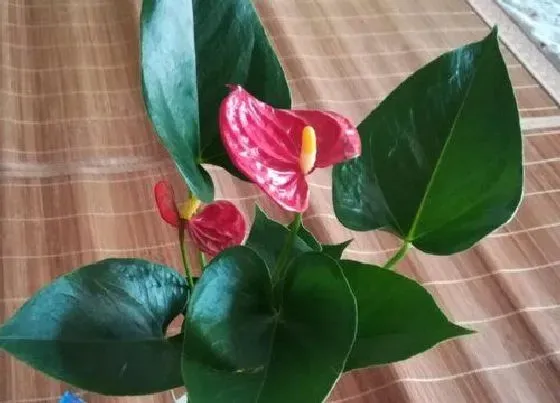 植物常识问题|红掌花适合室内还是室外养