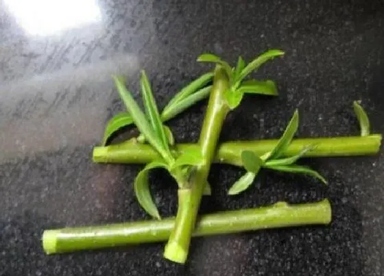 植物常识问题|柳枝水如何浇灌兰花