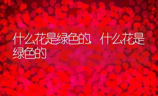 什么花是绿色的,什么花是绿色的 | 养殖常见问题