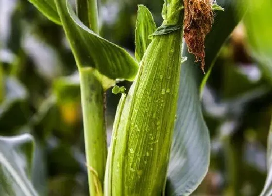 植物常识问题|玉米可以冷冻保存吗