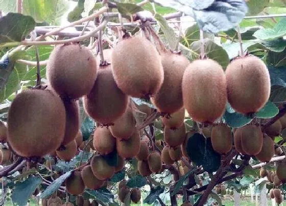 植物常识问题|猕猴桃花腐病用什么药防治（目前猕猴桃花腐病防治措施）