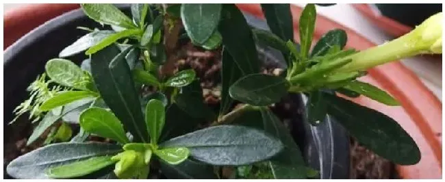 桅子花怎么过冬 | 农业常识