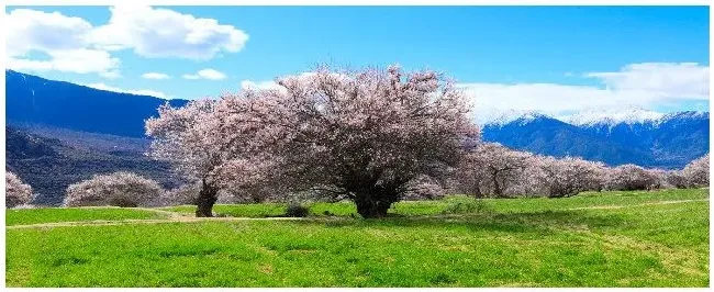 适合种在庭院的花树 | 生活常识