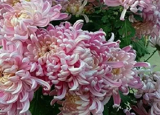 植物常识问题|菊花品种有哪些