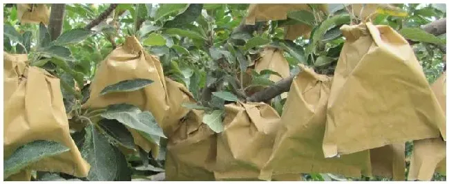 苹果多大套袋最佳? | 农业问题