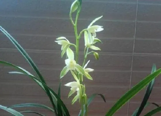 植物常识问题|兰花叶片焦尖是什么原因及如何解决