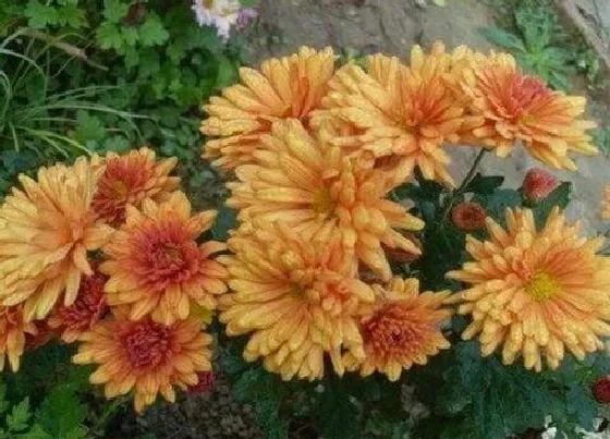 植物常识问题|菊花品种有哪些