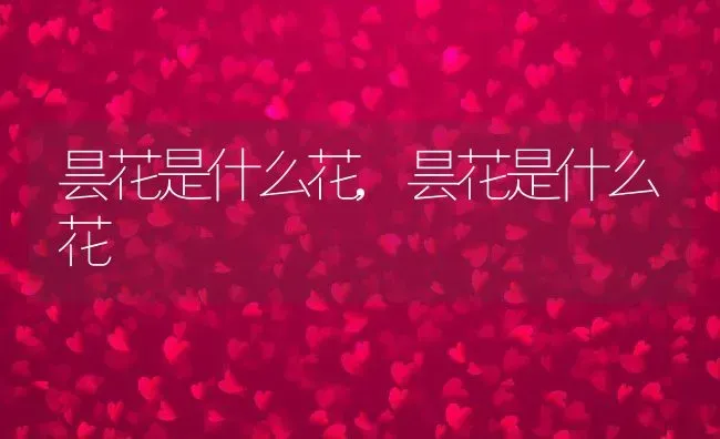 昙花是什么花,昙花是什么花 | 养殖常见问题