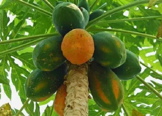 植物常识问题|木瓜是热性还是凉性