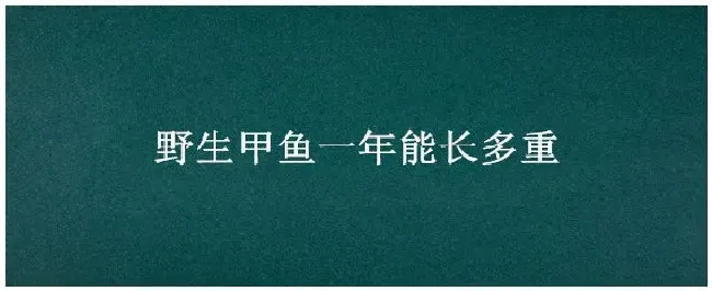 野生甲鱼一年能长多重 | 三农问答