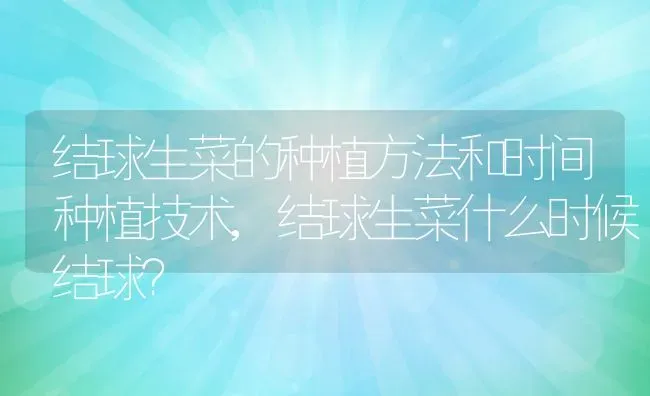 结球生菜的种植方法和时间种植技术,结球生菜什么时候结球？ | 养殖常见问题