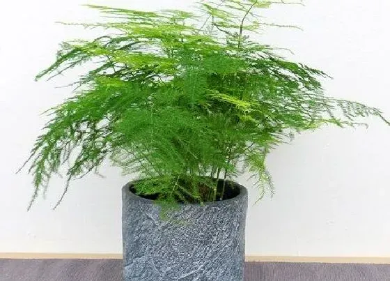 植物常识问题|冬季文竹怎么浇水开春后长势旺