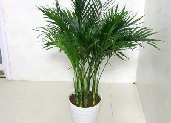 植物常识问题|冬季室内散尾葵如何养新芽不断长出