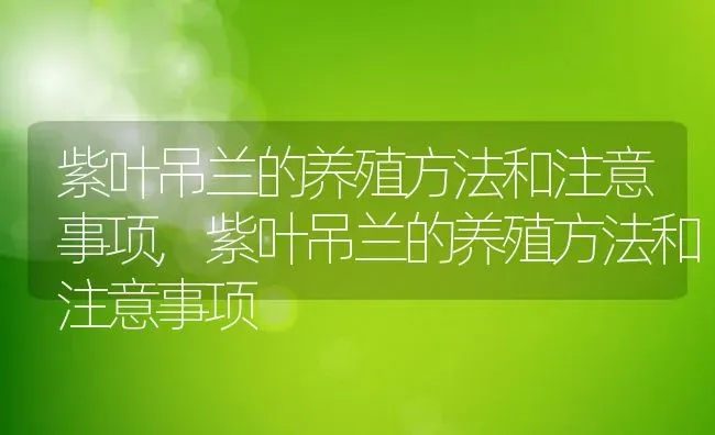 紫叶吊兰的养殖方法和注意事项,紫叶吊兰的养殖方法和注意事项 | 养殖常见问题