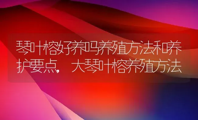 琴叶榕好养吗养殖方法和养护要点,大琴叶榕养殖方法 | 养殖常见问题