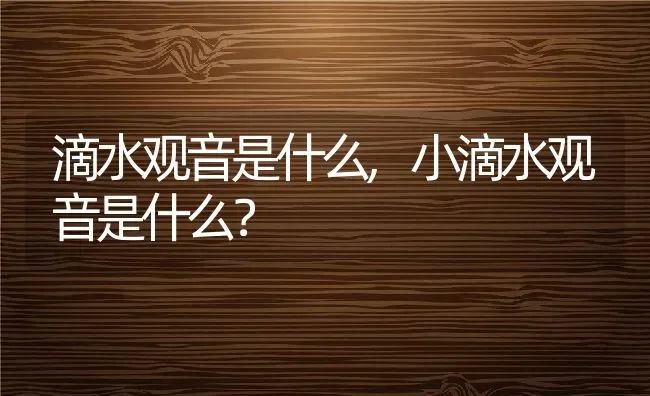 滴水观音是什么,小滴水观音是什么？ | 养殖常见问题