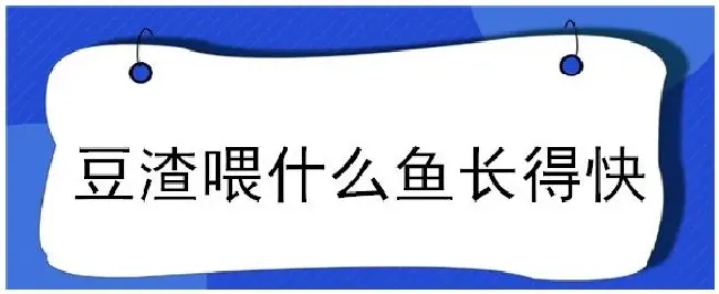 豆渣喂什么鱼长得快 | 三农答疑