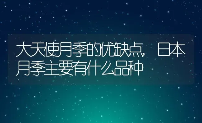 大天使月季的优缺点,日本月季主要有什么品种 | 养殖常见问题