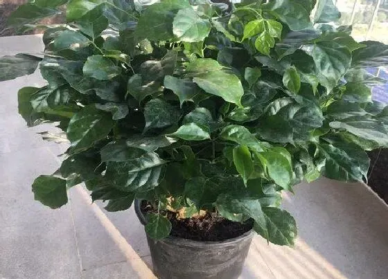 植物常识问题|幸福树浇水有哪些讲究