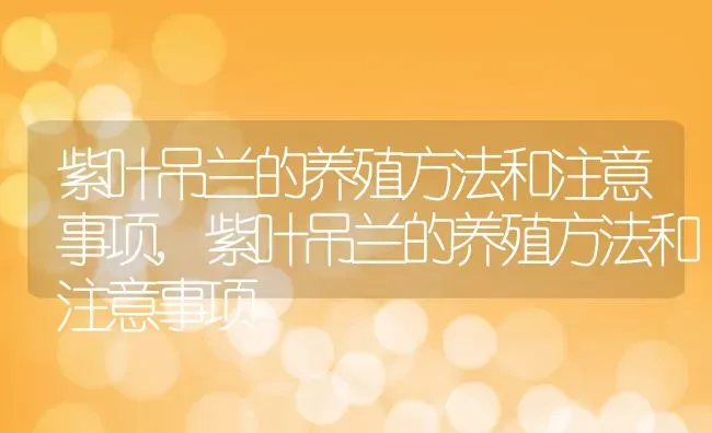 紫叶吊兰的养殖方法和注意事项,紫叶吊兰的养殖方法和注意事项 | 养殖常见问题