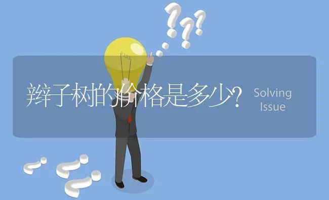 辫子树的价格是多少? | 养殖问题解答
