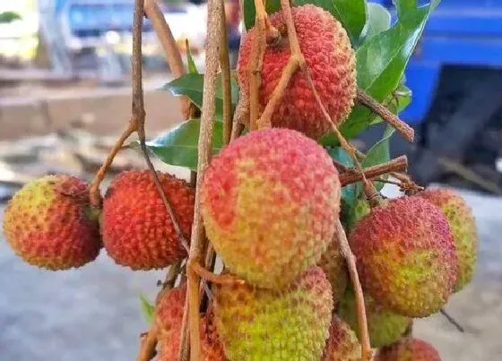 植物常识问题|荔枝的品种有哪些 最好吃的荔枝品种排名