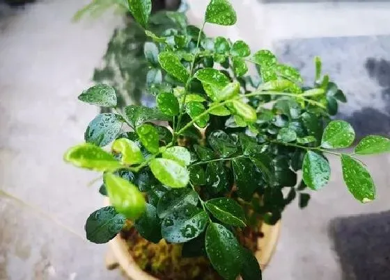 植物常识问题|九里香的种植方法