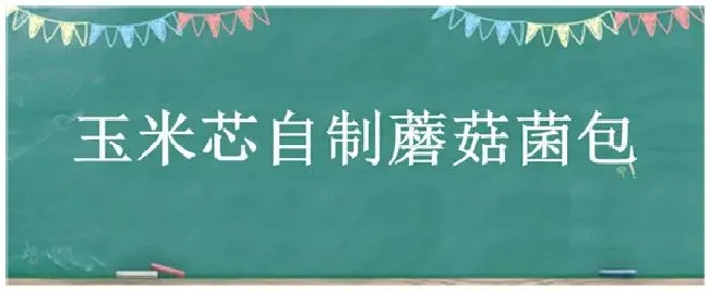 玉米芯自制蘑菇菌包 | 科普知识