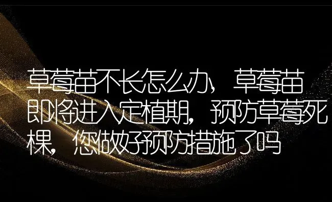 草莓苗不长怎么办,草莓苗即将进入定植期，预防草莓死棵，您做好预防措施了吗 | 养殖常见问题